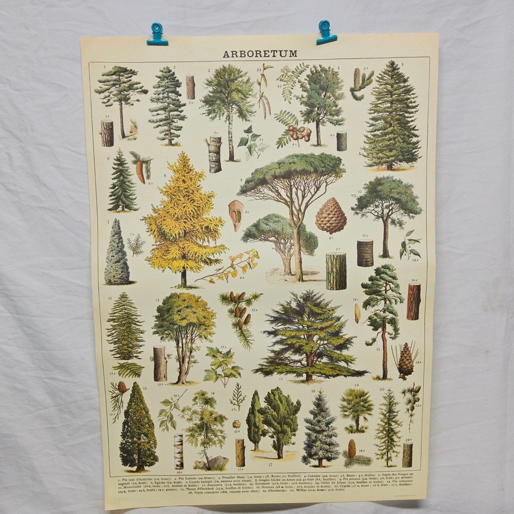 Cavallini & Co Arboretum Poster 20x28 Cream Vintage Botanical Tree Print Wrap